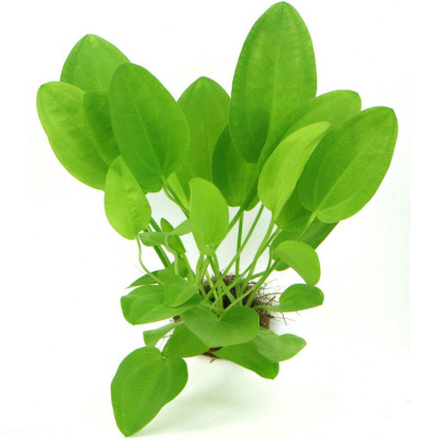 Эхинодорус Сердцелистный, в горшочке